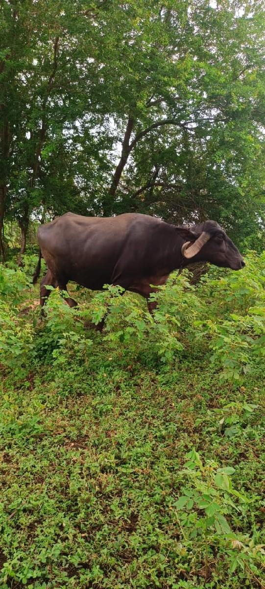 થંબનેલ 3