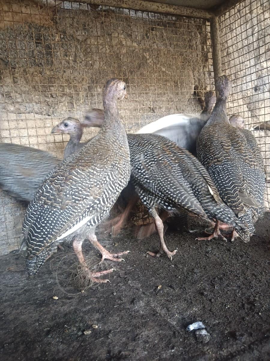 થંબનેલ 2