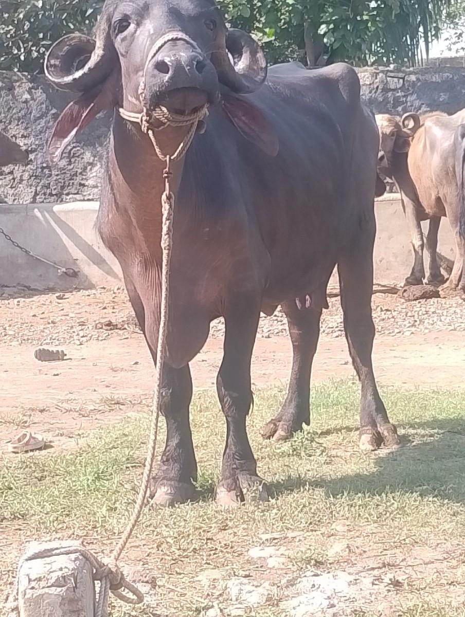 થંબનેલ 3