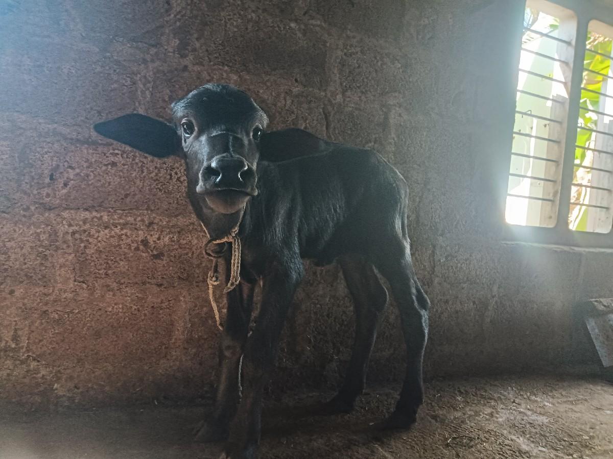 પાડો વેચવાનો છે