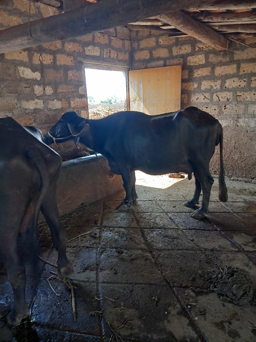 થંબનેલ 3