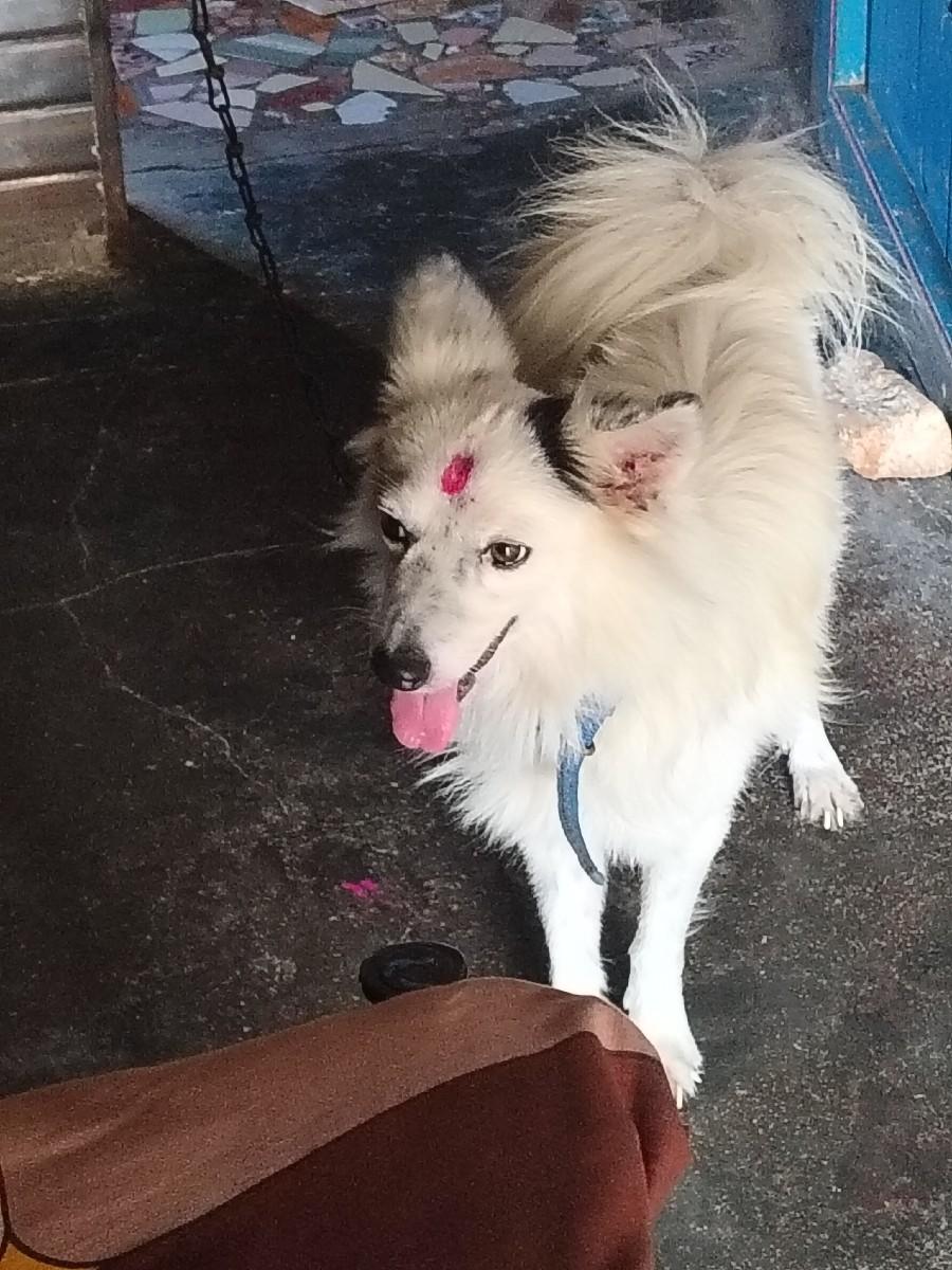 કલસર પોમ male che o size se