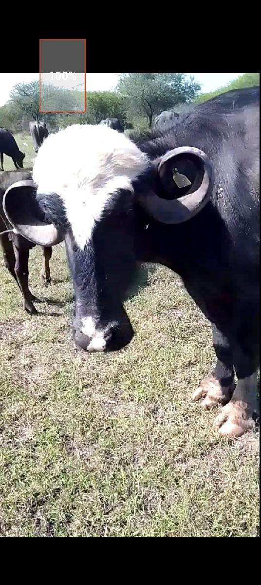 વેચવાની