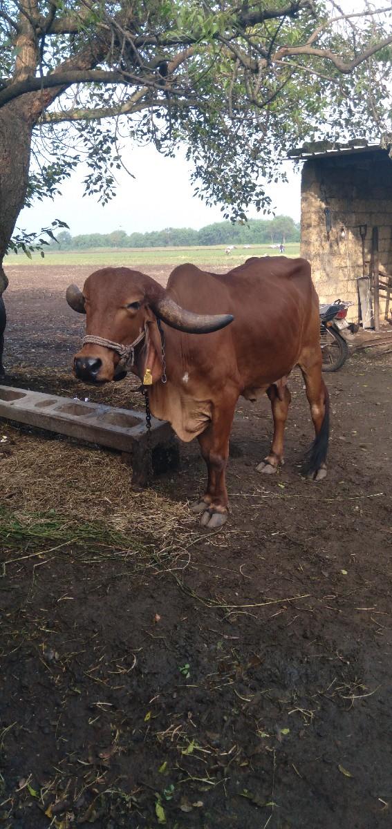 ઞાય વેશવાનિ છે