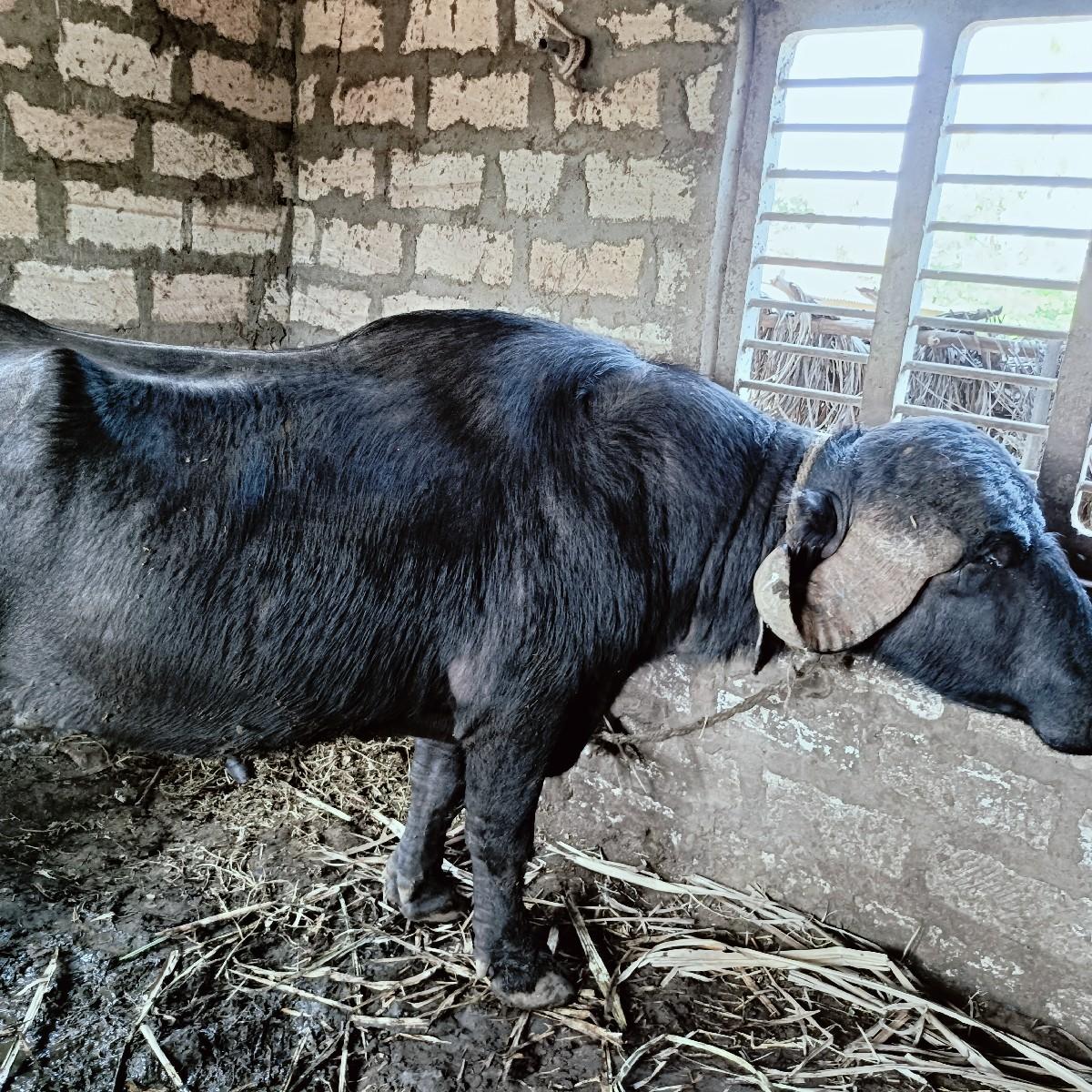 વેશવાનો