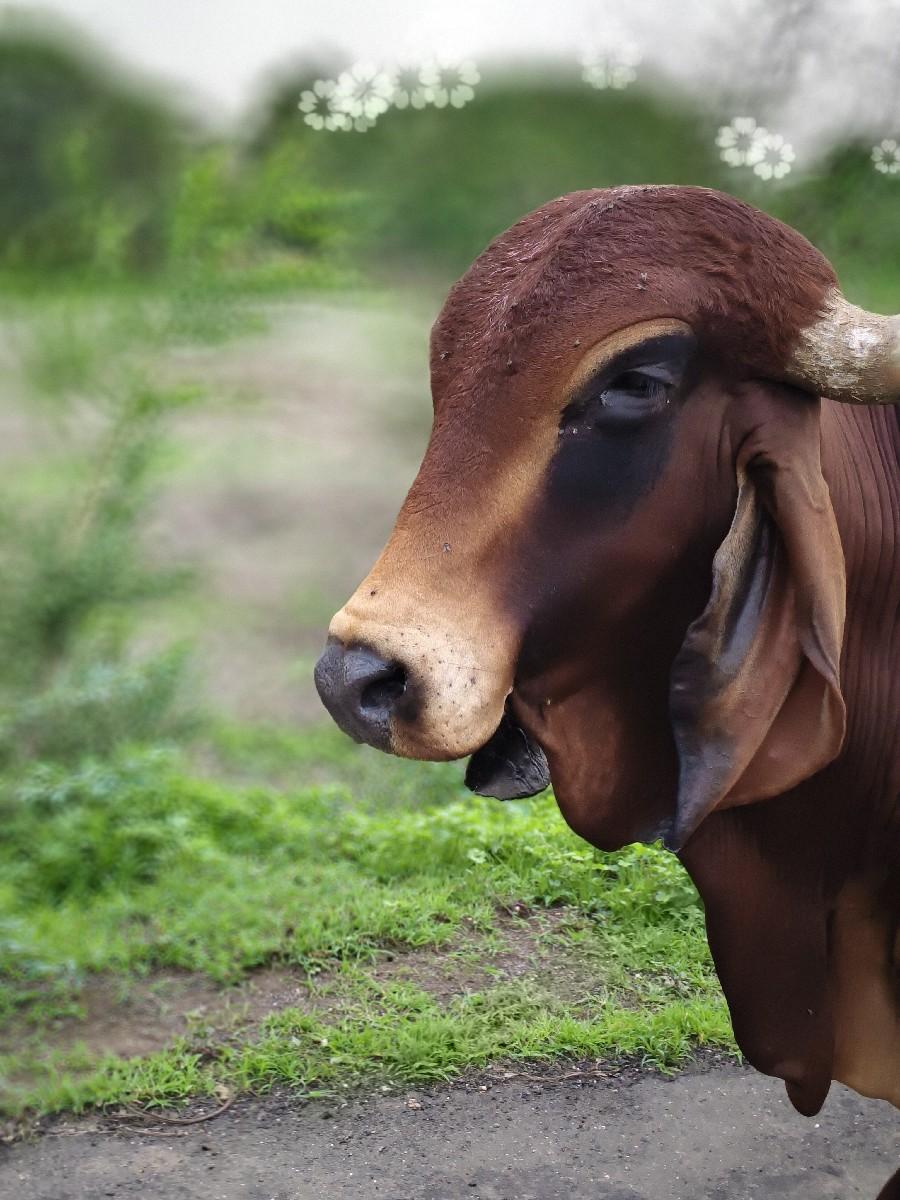 થંબનેલ 2