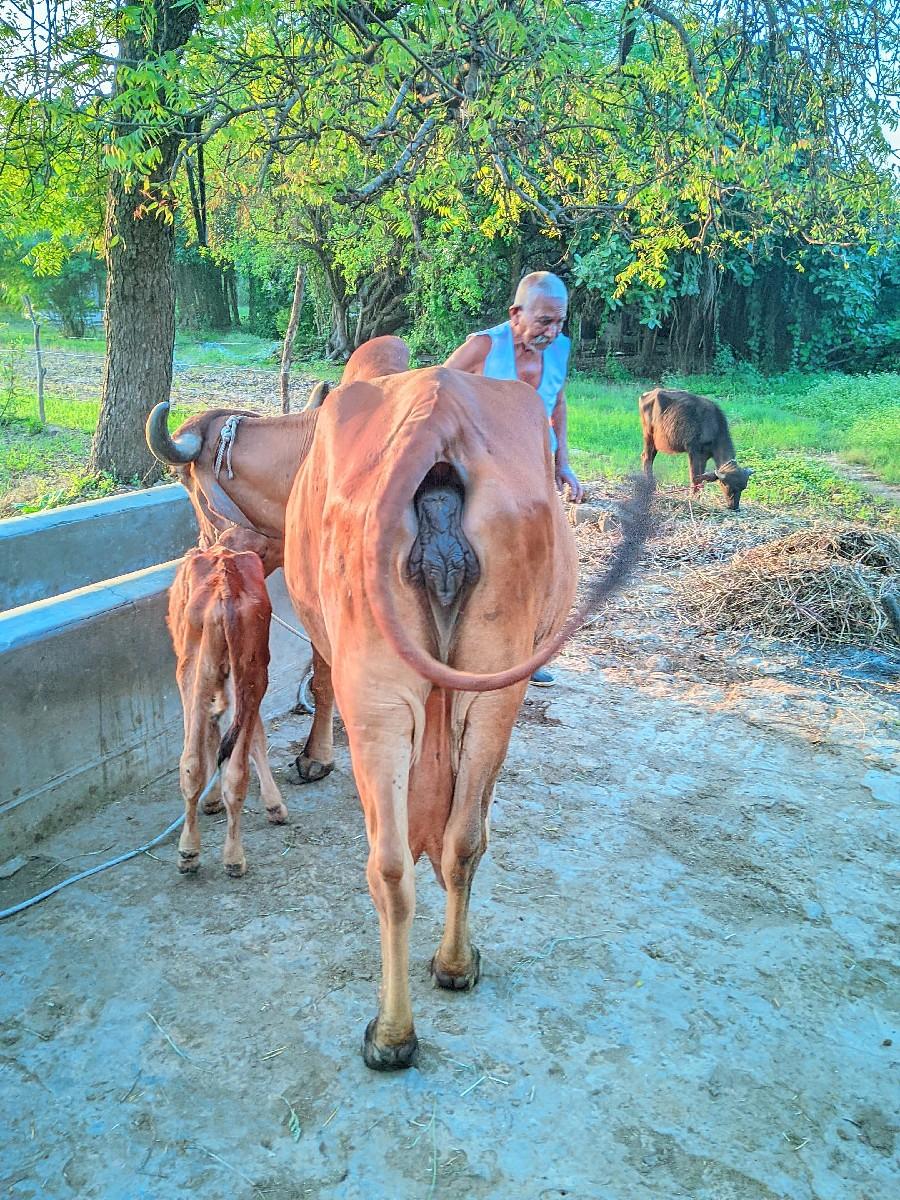 ગાય વેચવાની સે 5 મુ વેતર સ