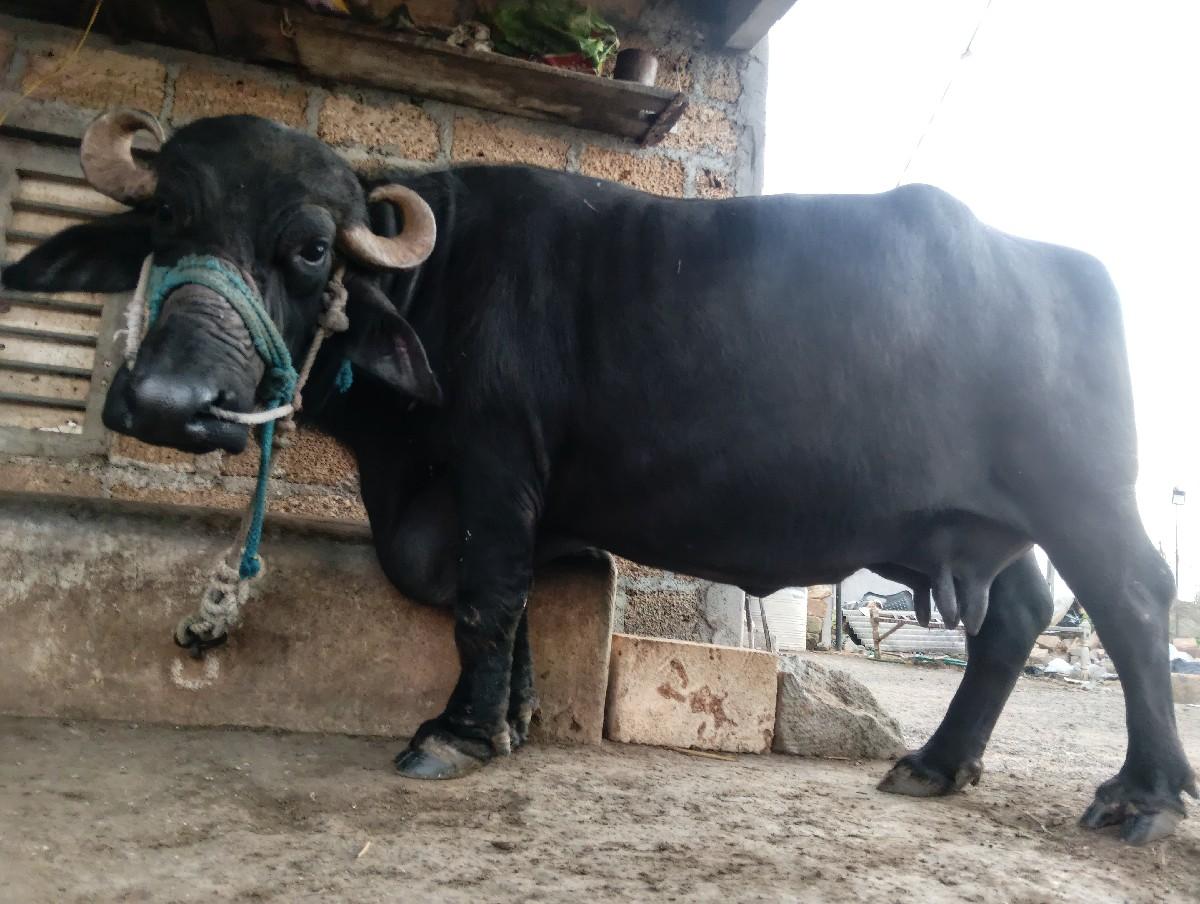 ભેંસ વેચવાની છે