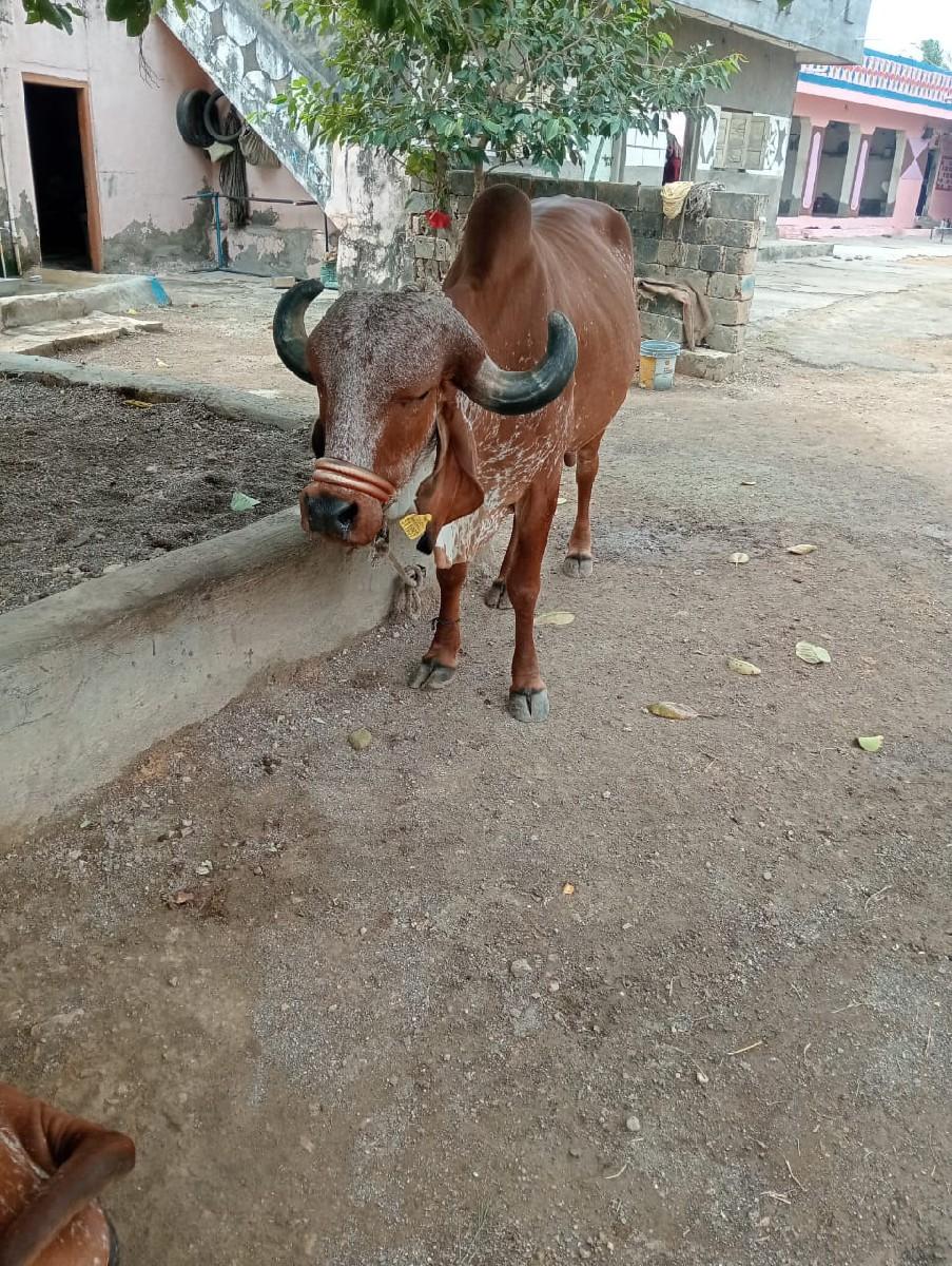 થંબનેલ 2