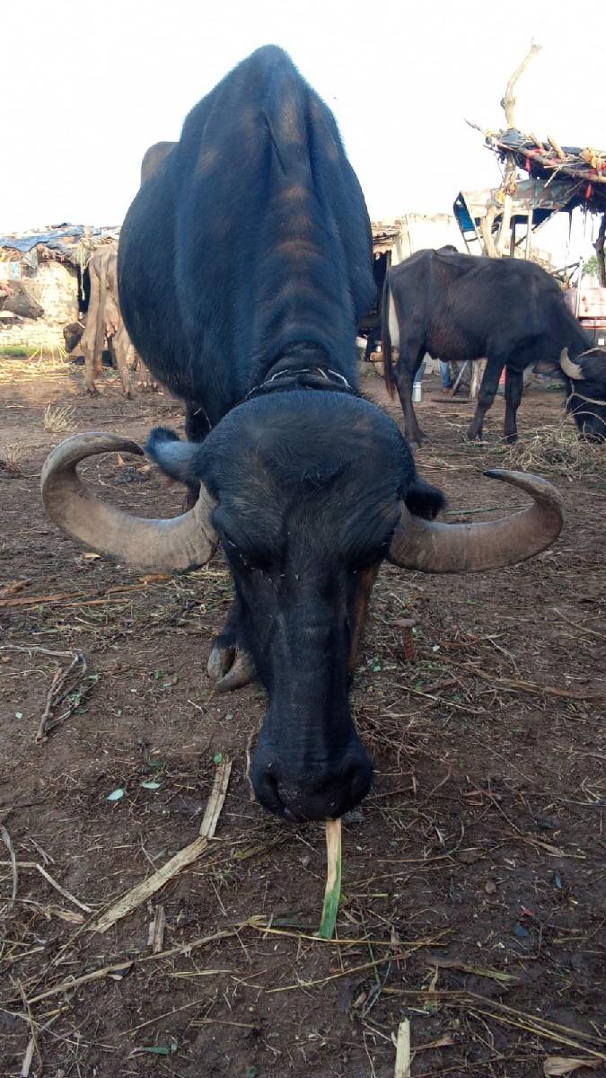 બે ભેંસો વેચવાની છે
