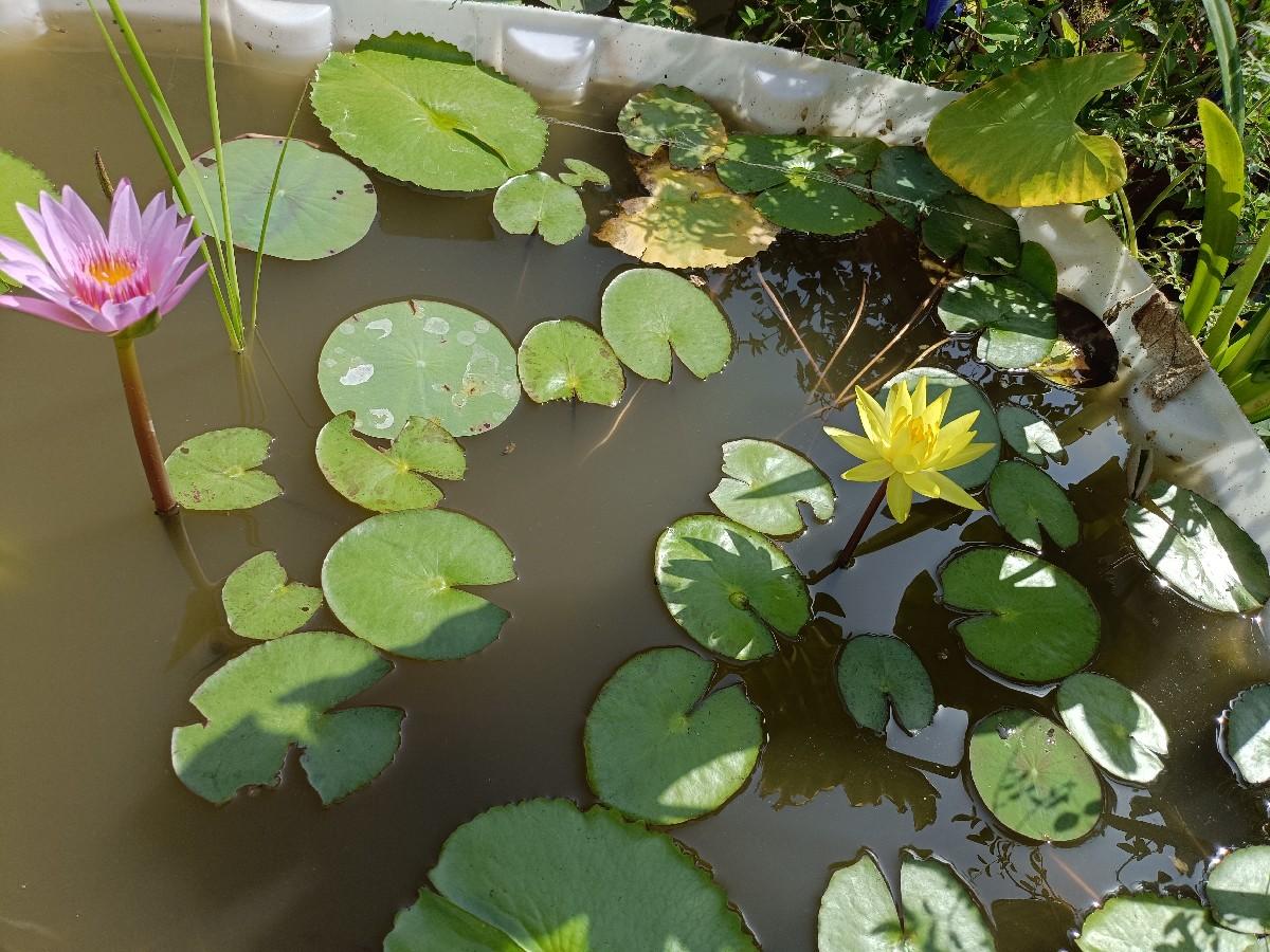 ropa kunda sathe vechvana che