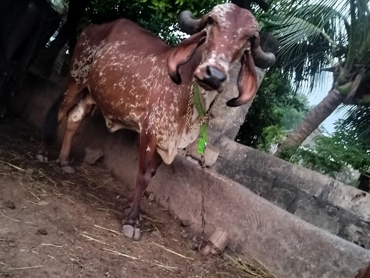 થંબનેલ 2