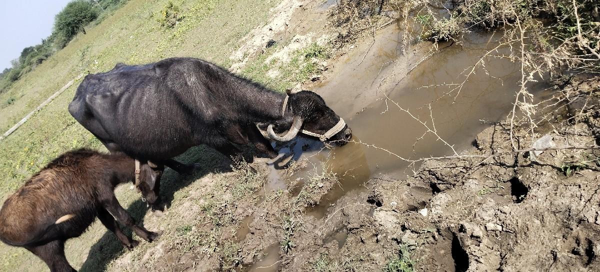 ભેંસ વેચવાની છે