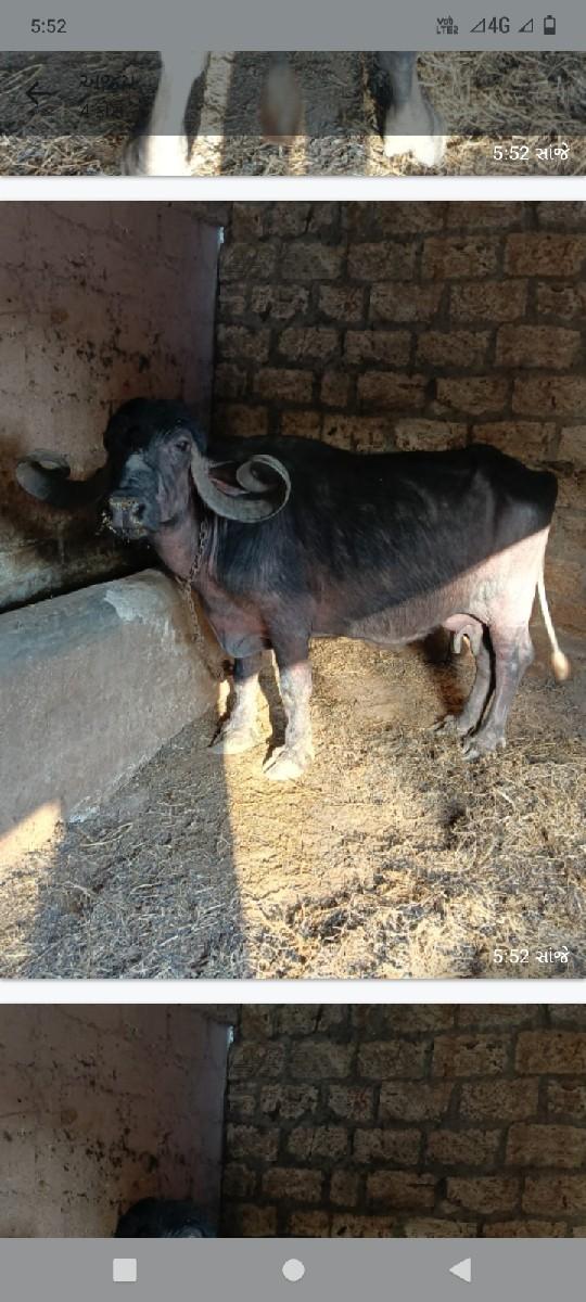 થંબનેલ 3