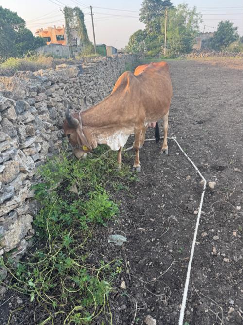 થંબનેલ 2