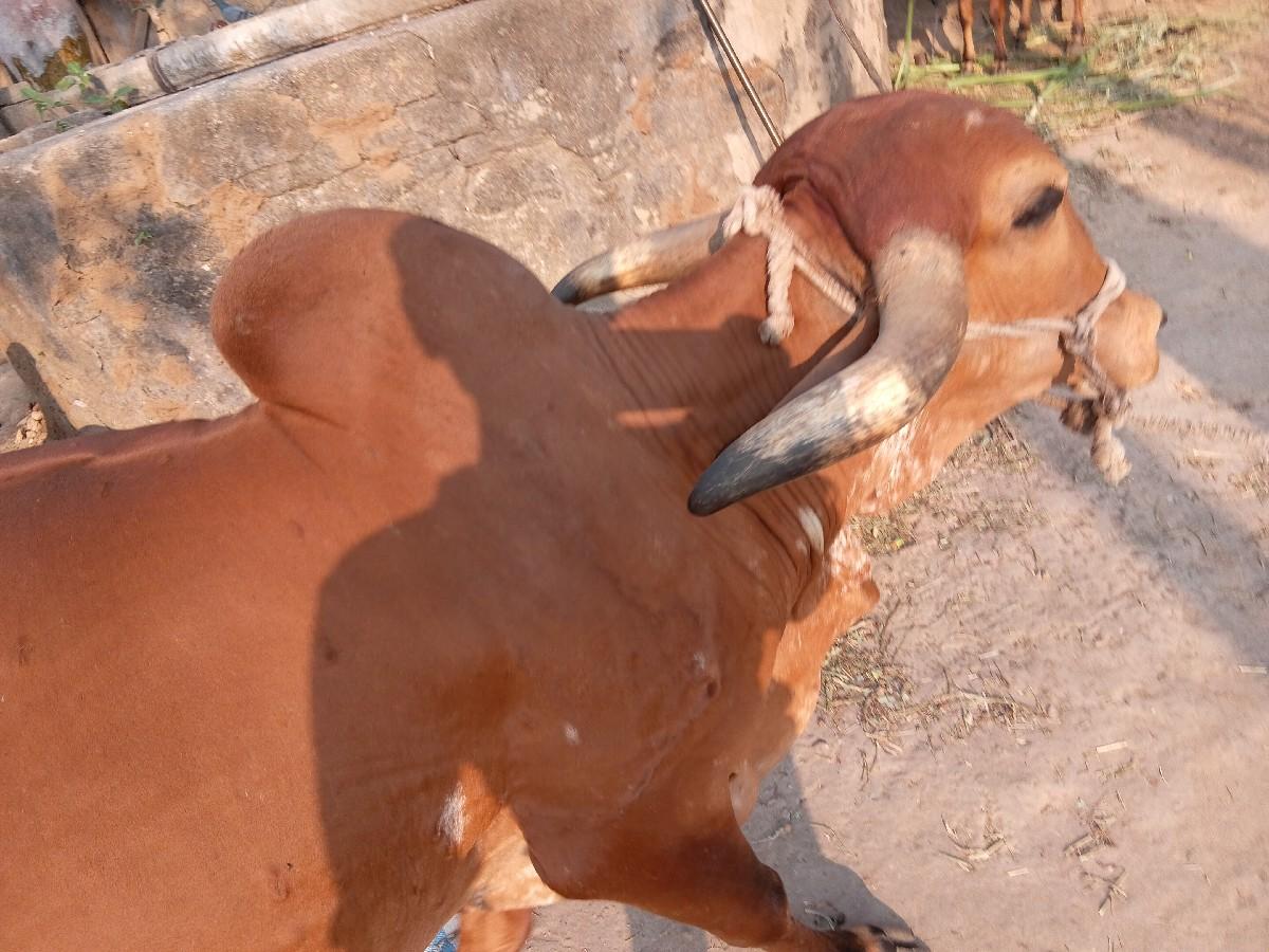 ગીર ગાય વેચવાની છે