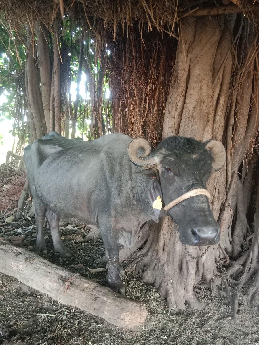 ભેંશ વેસવાની છે