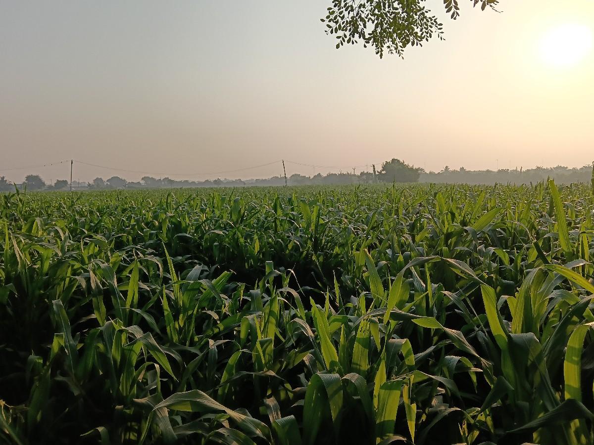 ચરા માટે મકાઈ વેચવા ની છે.