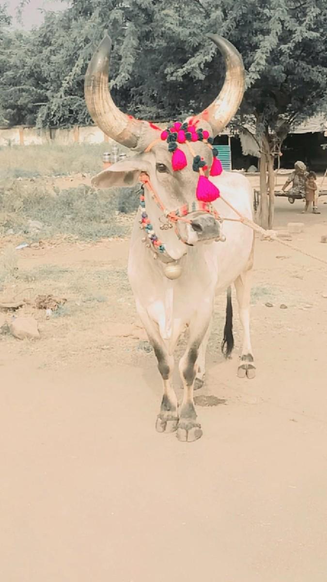 થંબનેલ 2