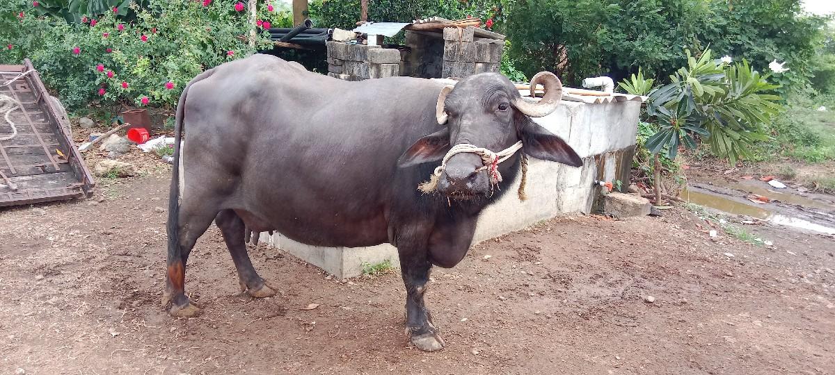 થંબનેલ 3