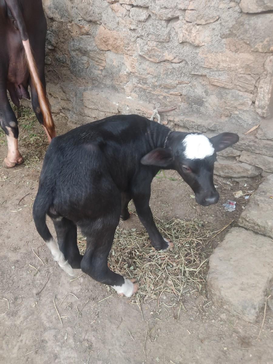 થંબનેલ 3