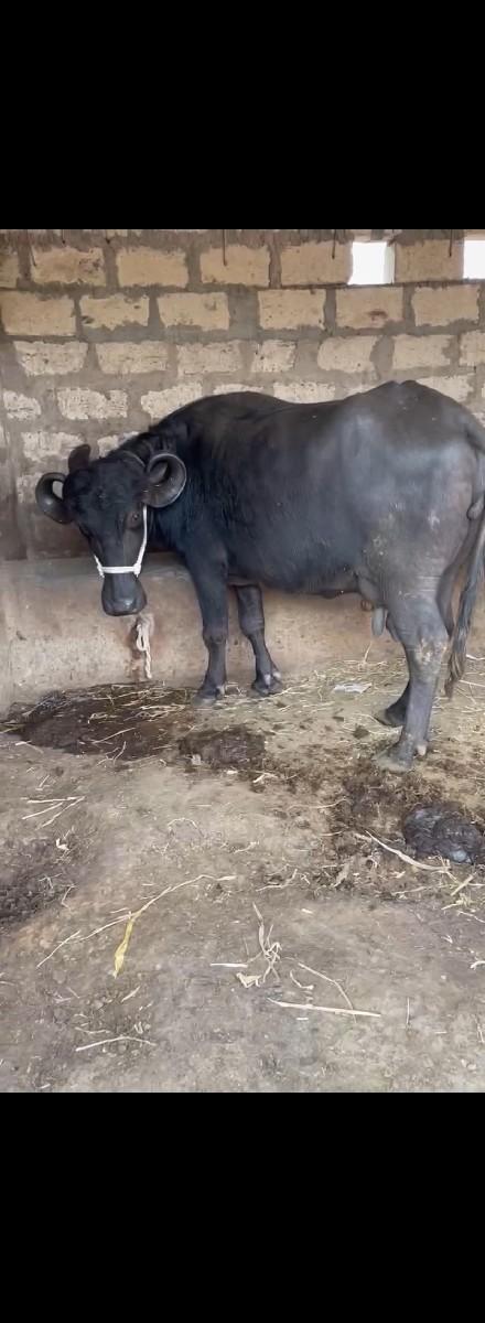 ભેસ વેસવાની છે