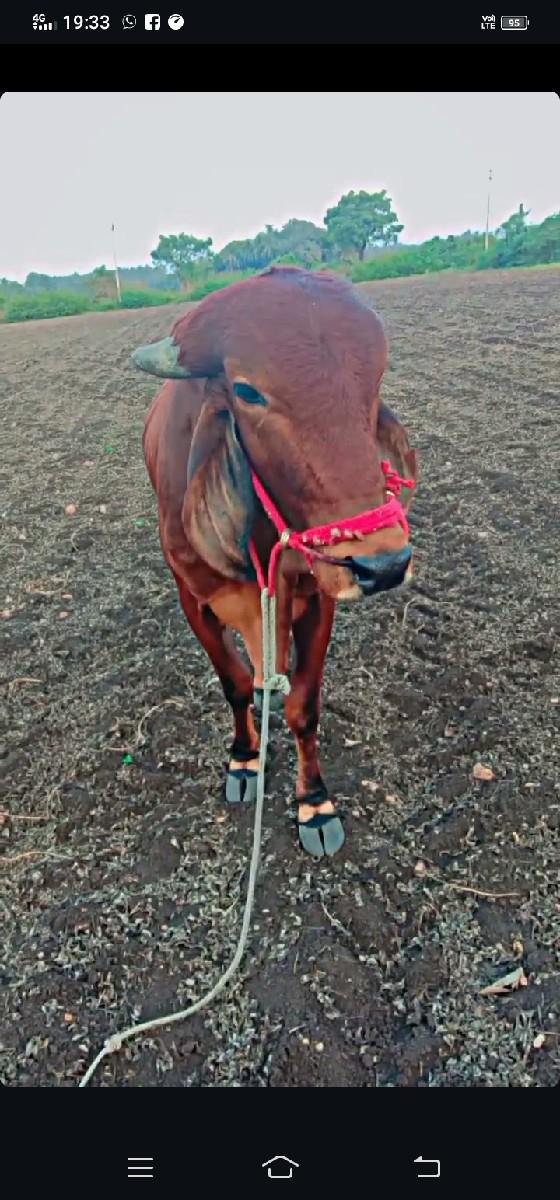 થંબનેલ 2