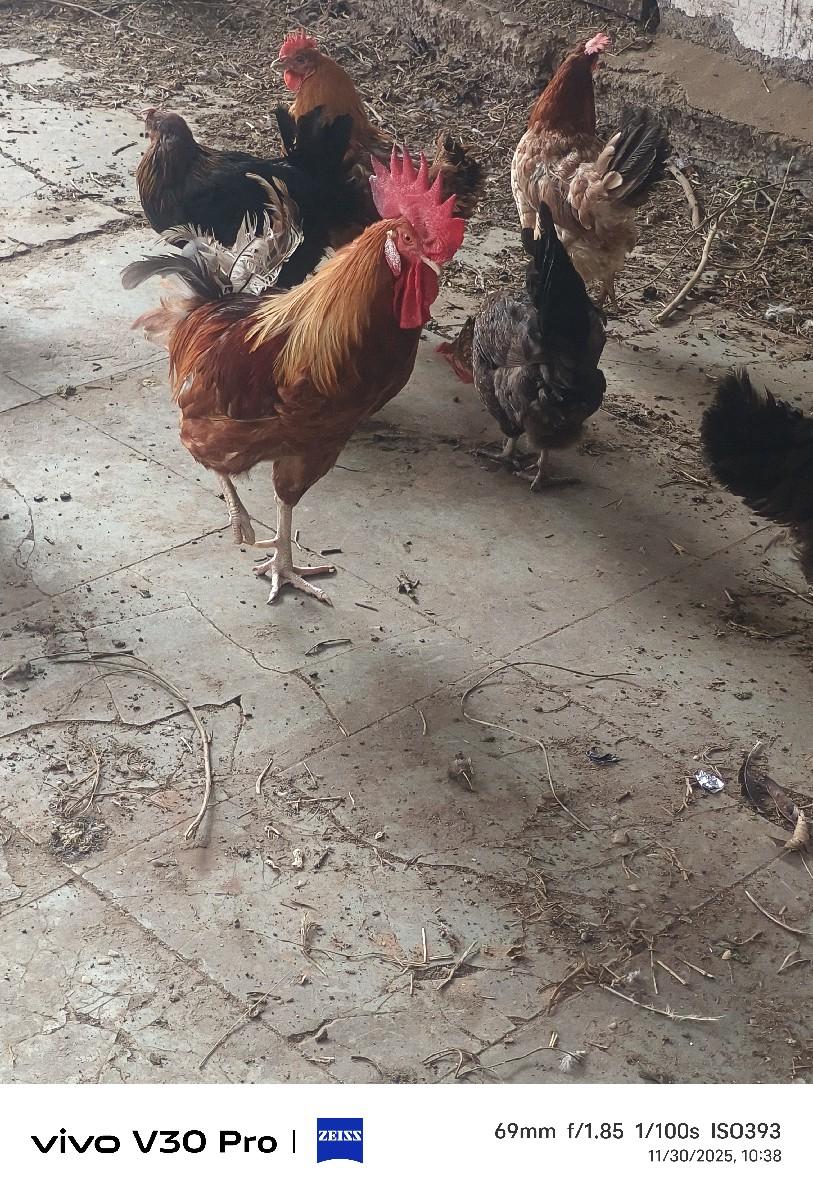 થંબનેલ 3