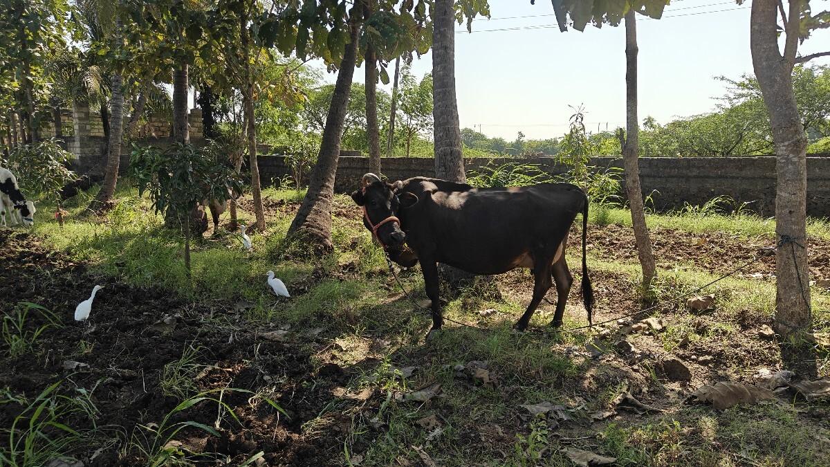 થંબનેલ 2