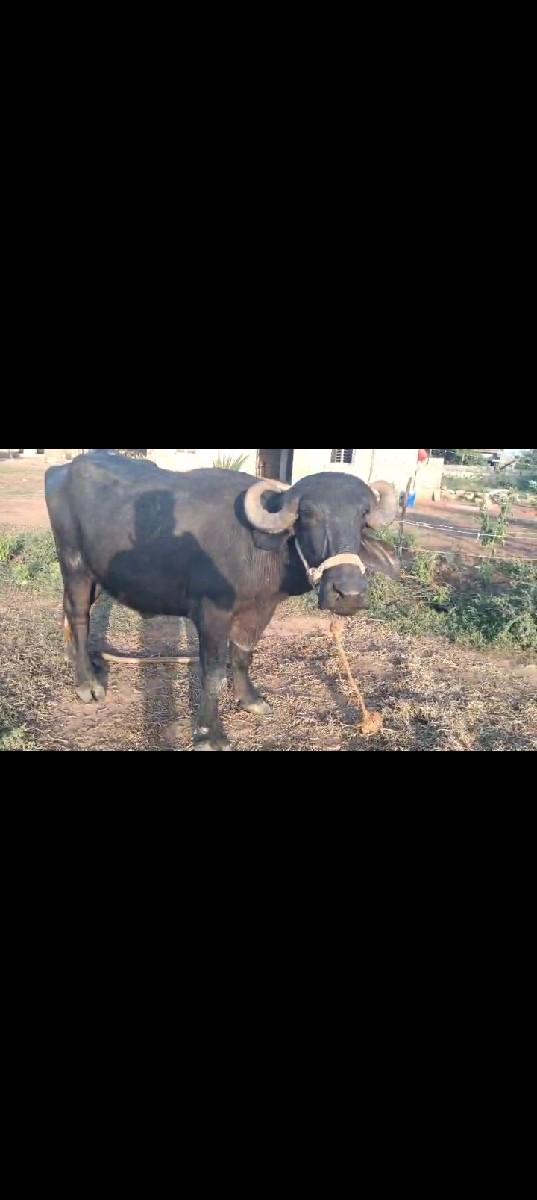 થંબનેલ 3