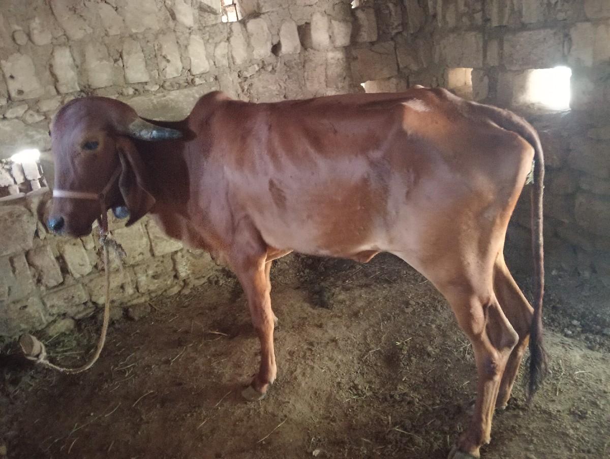 ગીર વાંસલડી