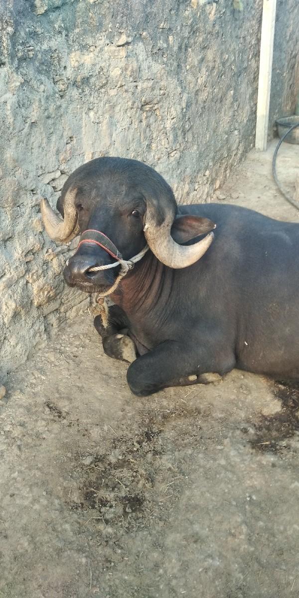 થંબનેલ 2