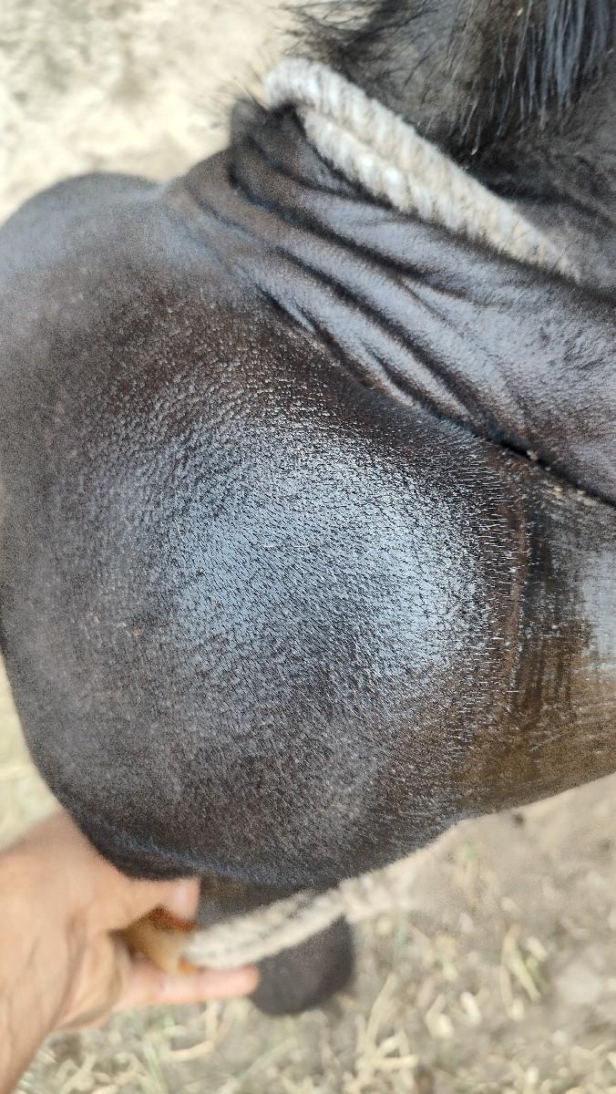 થંબનેલ 6