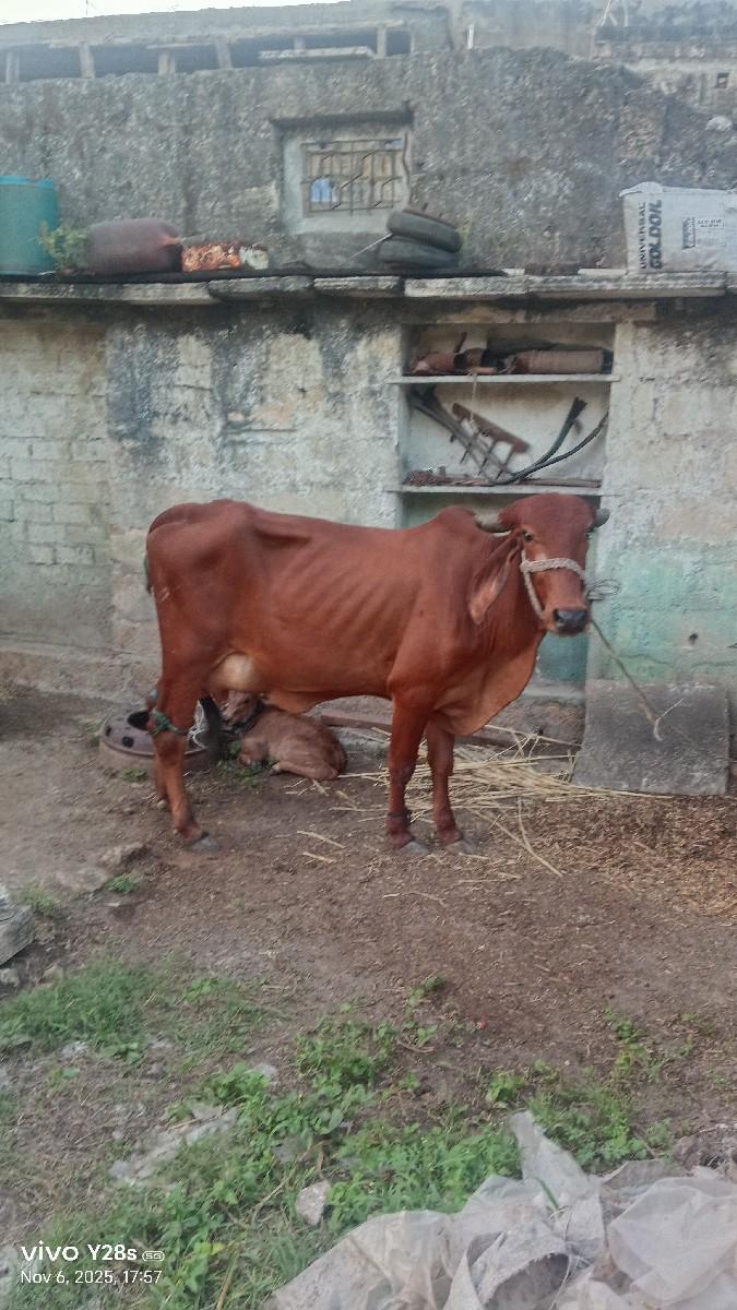 થંબનેલ 3