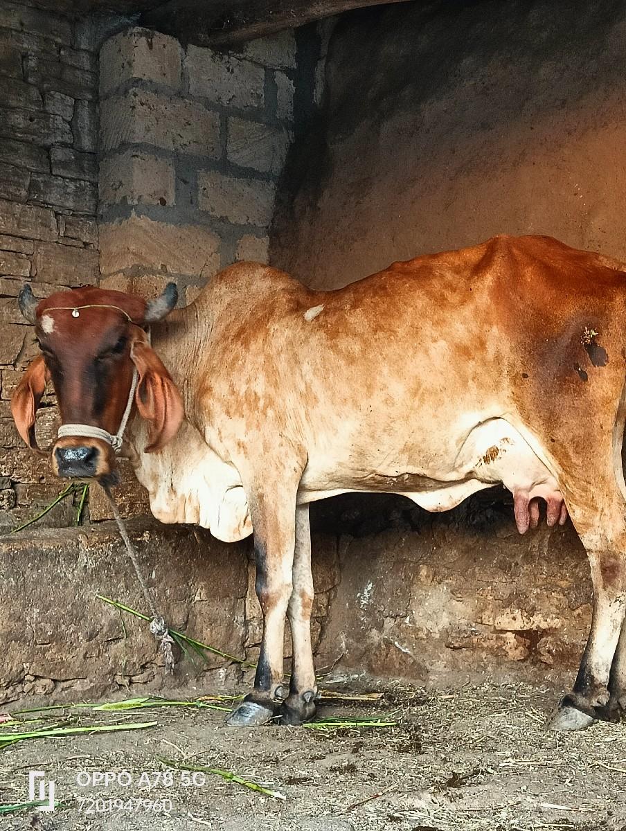 ગીર ત્રણ હોટકી વેચવાની છે