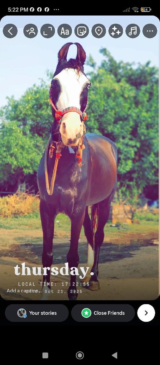 થંબનેલ 3