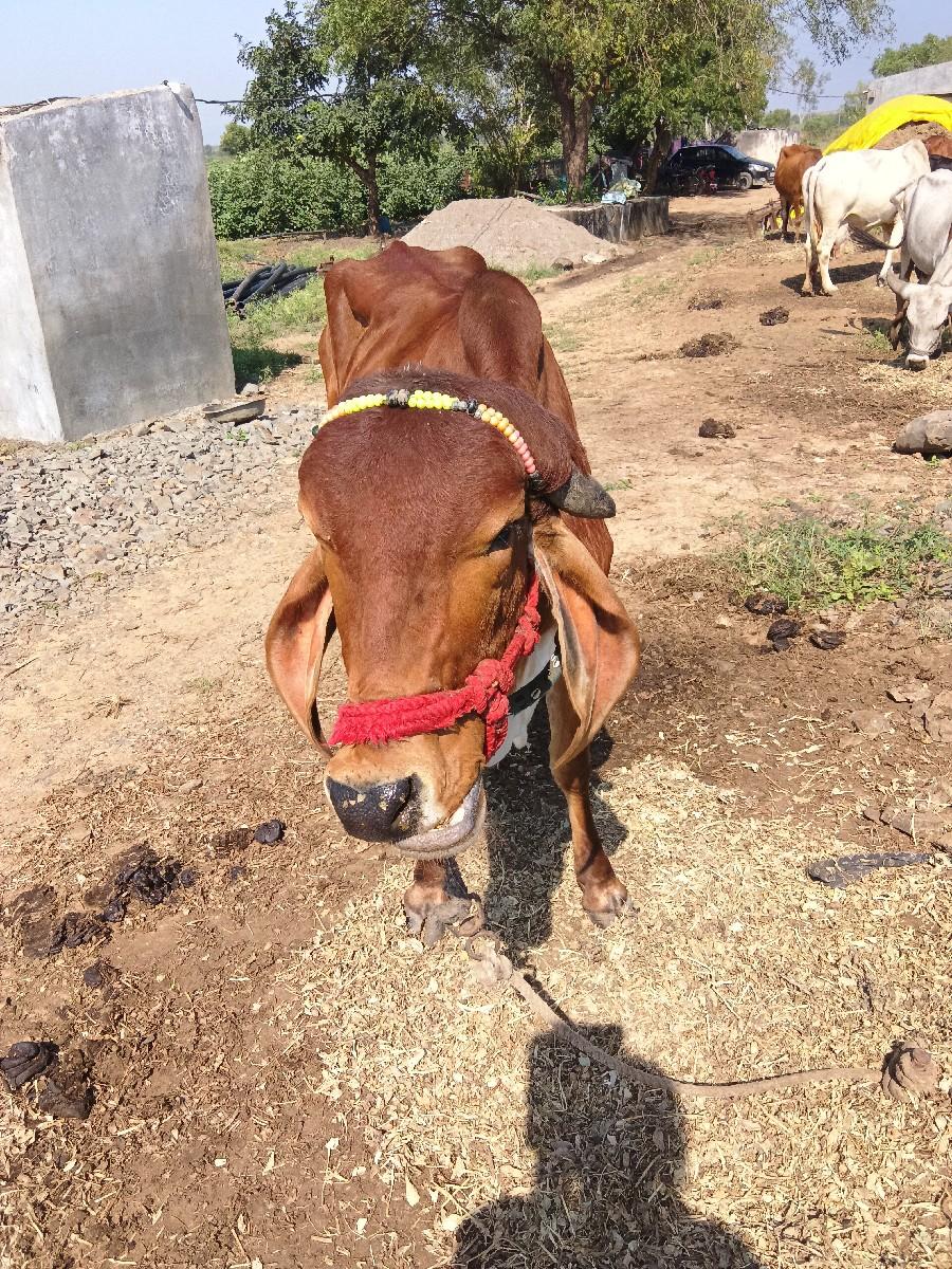 થંબનેલ 2