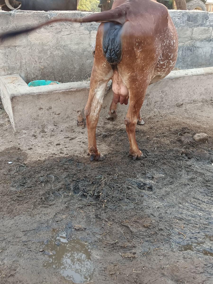 થંબનેલ 2