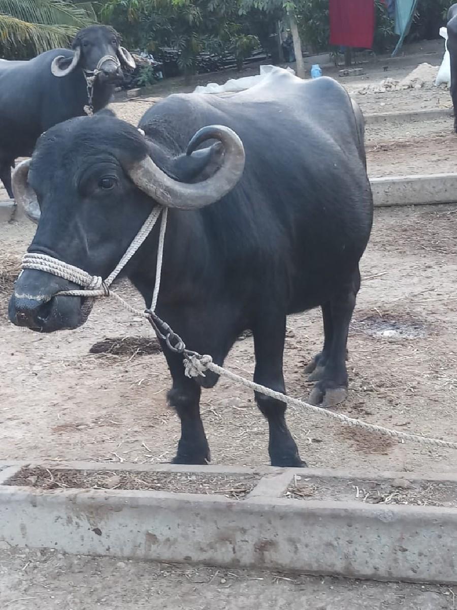 થંબનેલ 3