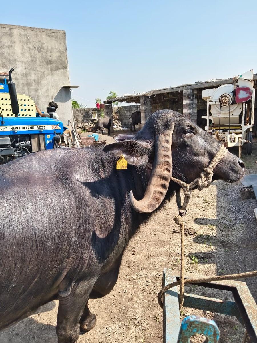 થંબનેલ 3