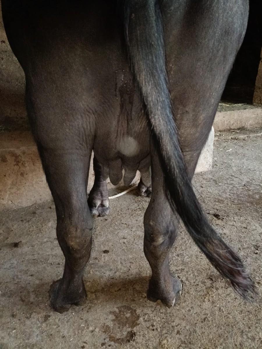 ભેંસ વેશવાની છે