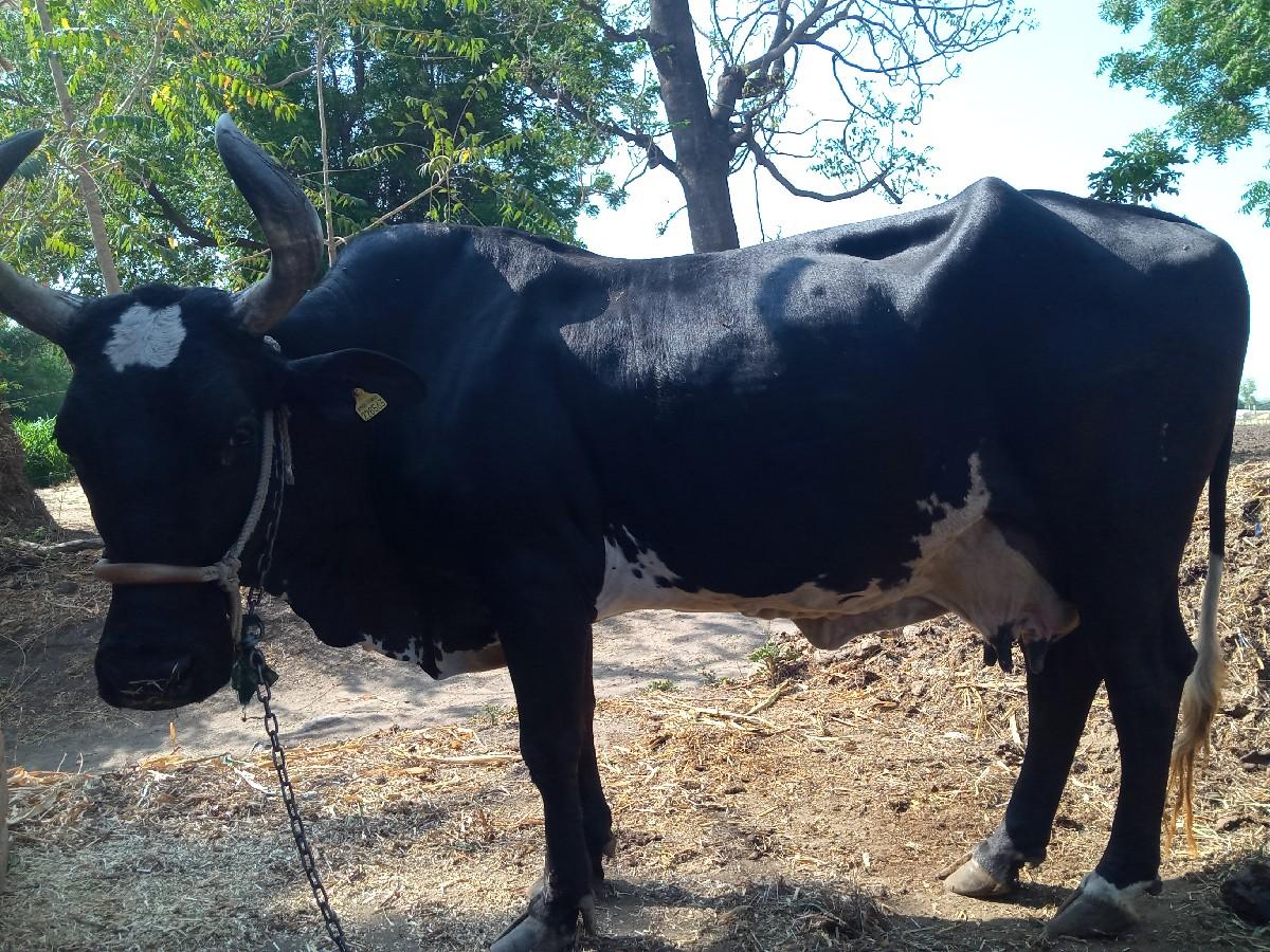 ગાય વેચવાની છે