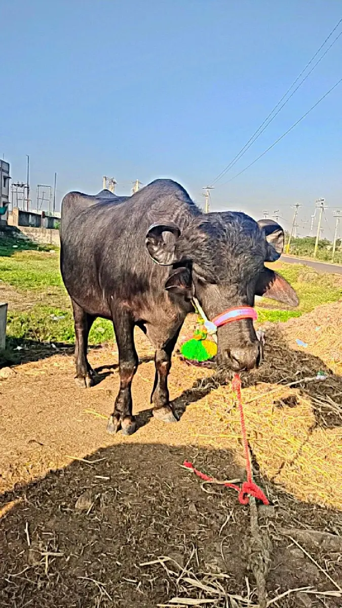 ગરમી ની ફૂલ જવાબદારી લંબાઈ ઊંચાઈ