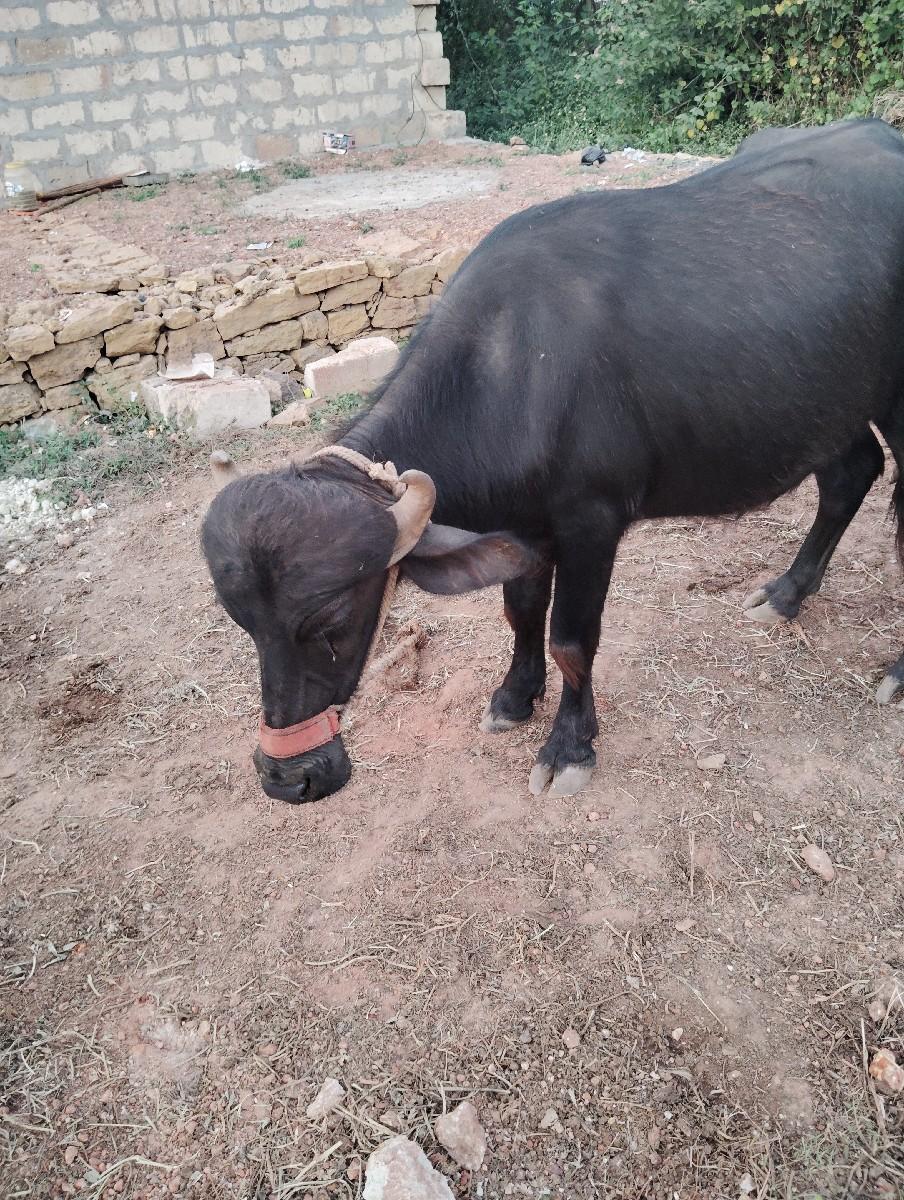 થંબનેલ 2