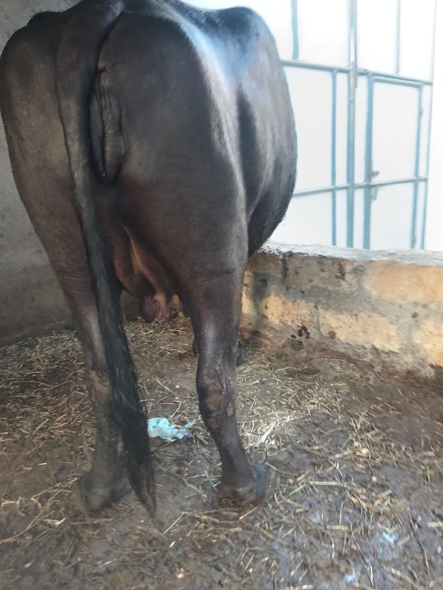 થંબનેલ 3