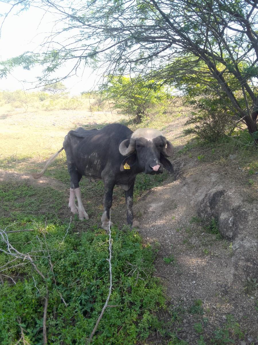 પાડો વેચવાનો છે