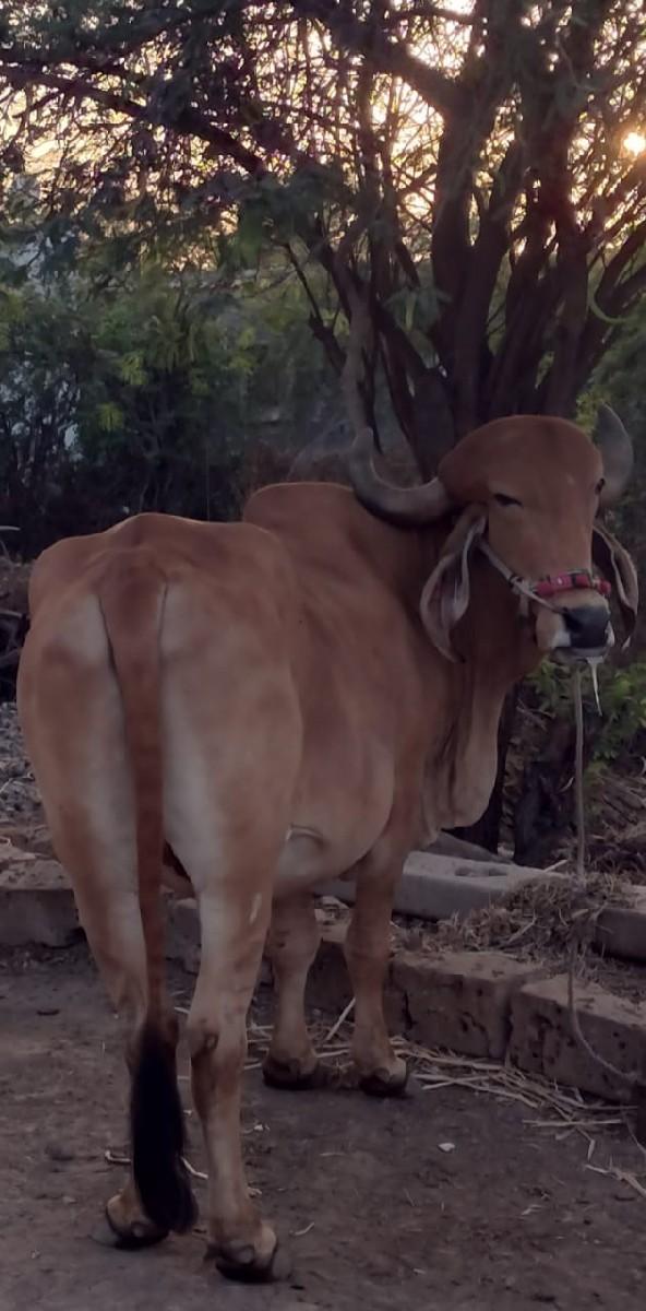 થંબનેલ 2