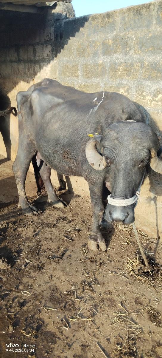 થંબનેલ 2