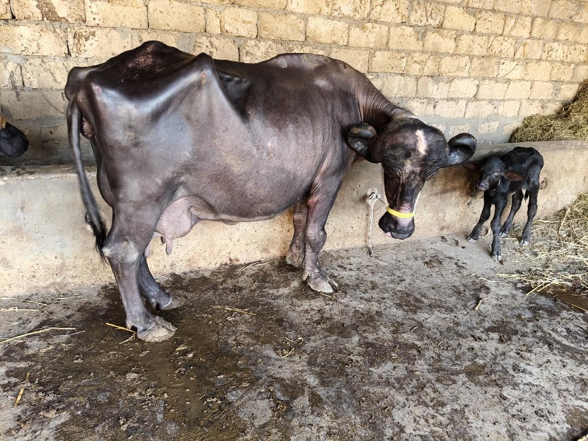 થંબનેલ 2