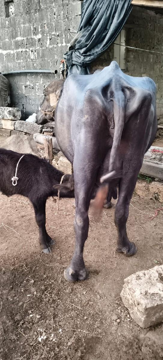 થંબનેલ 2